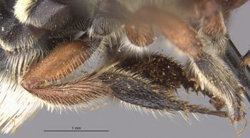 Media type: image;   Entomology 15706 Aspect: Leg hind